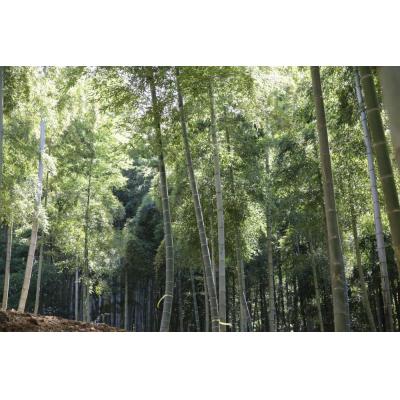 ふるさと納税 京都市 予約受付【筍農家】京都産 朝堀り たけのこ 優秀品 1KG(2-5本) |  | 03