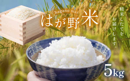 はが野米 こしひかり 5kg 令和7年度 新米