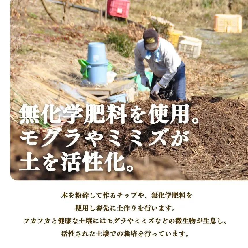 【 堀うち農園 】どっさり 約 5kg 訳あり 富有柿 | フルーツ くだもの 果物 柿 かき デザート 人気 国産 産地直送 カキ 果実 11月 順次発送 秋 旬 味覚 グルメ お取り寄せ 大容量 