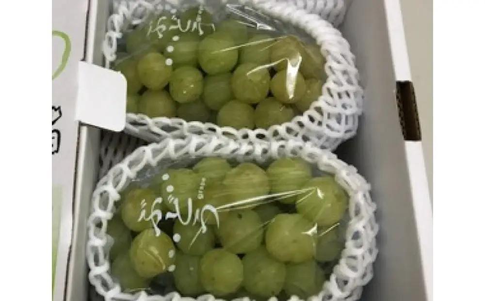 訳ありシャインマスカット  2kg (3-6房)　ご家庭用