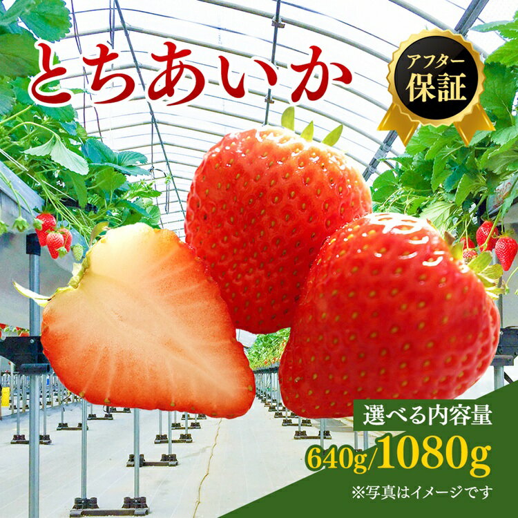 【ふるさと納税】【先行予約】【選べる内容量・発送月】いちご市 鹿沼の美味しい「い」「ち」「ご」 とちあいか 320g×2パック/270g×4パック（1月発送/2月発送） ｜ いちご イチゴ 苺 フルーツ 果物 くだもの 日本一 品質 ビタミンC 果実 かぬま ※沖縄・離島への配送不可