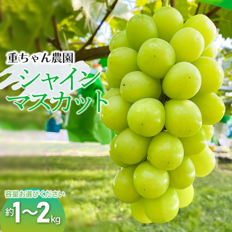 【ふるさと納税】【令和7年産先行予約】 シャインマスカット 約1kg（2房） or 約2kg（3〜4房）