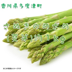 さぬきのめざめ（夏芽）【令和8年6月中旬より発送！予約受付中！】【A-27】