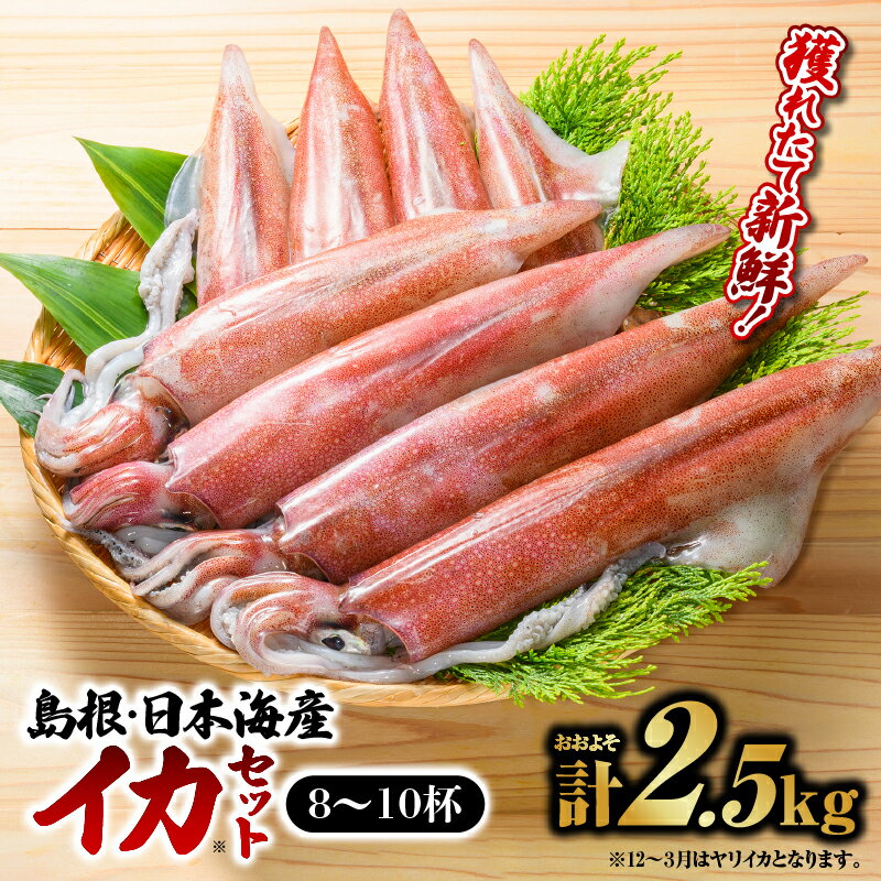 【ふるさと納税】鮮魚セットC【剣先イカ 8～10杯 計約2.5kg】｜ 送料無料 イカ 島根 山陰 日本海産 魚介類 魚貝類 海産 海産物 8～10杯 2.5kg いか 鮮魚 剣先イカ ヤリイカ けんさきいか やりいか 焼イカ おかず つまみ 下処理済 煮付け 刺身 さしみ 厳選 ｜【YM-3】