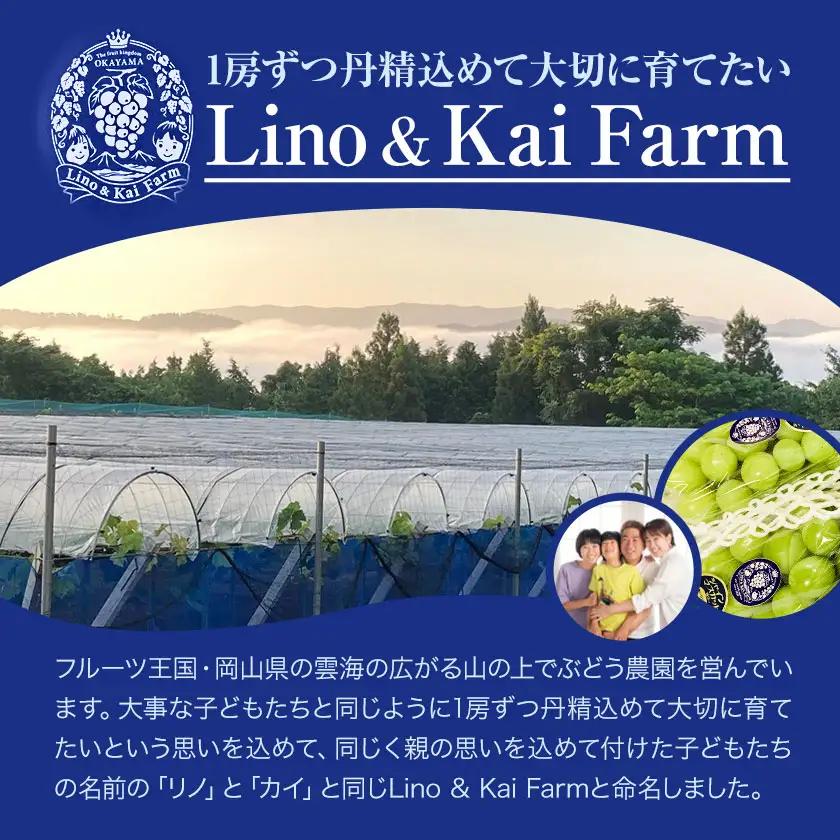 贈答用 フルーツ王国 岡山県産 シャインマスカット 化粧箱入り 2房
