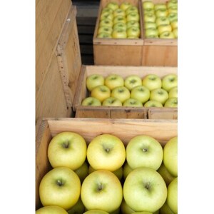 【2026年発送】【家庭用】甘みが強い　長野県産 りんご　ぐんま名月　約1.5kg(3～5玉程度)【1686951】