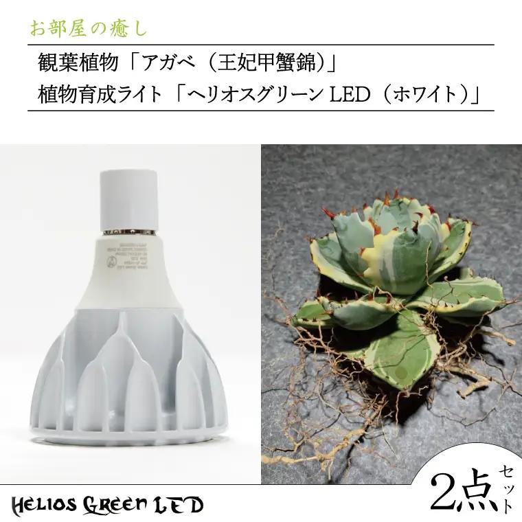 BN031　お部屋の癒し　観葉植物「アガベ（王妃甲蟹錦）」と植物育成ライト「ヘリオスグリーンLED（ホワイト）」の2点セット