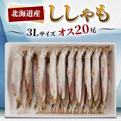 ふるさと納税 日高町 北海道産ししゃも オス 3L 20尾