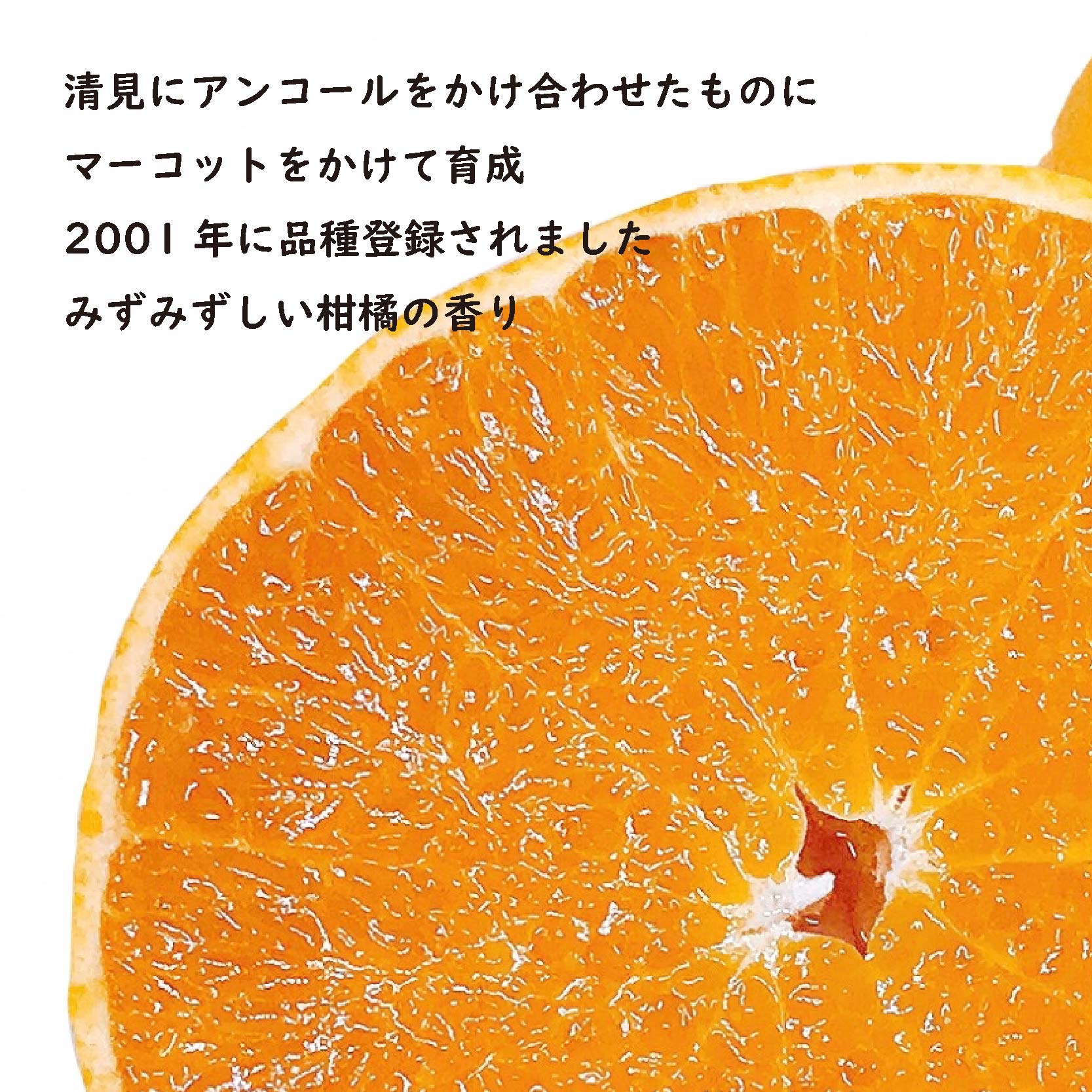 【2026年3月上旬ごろから発送予定】せとか 約 3kg (9~13玉) | 3月発送 柑橘 蜜柑 みかん ミカン  秀品 愛媛 松山市 柑橘 高級 糖度 