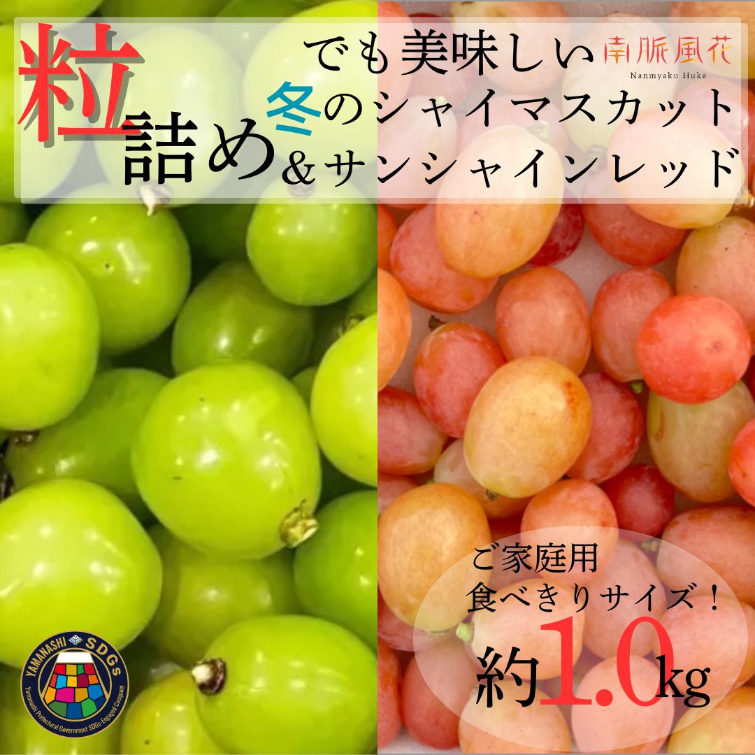 【ふるさと納税】【2026年度先行予約】冬限定！粒 2種ぶどう ALPAJ069 ふるさと納税 葡萄 シャインマスカット サンシャインレッド 果物 フルーツ 食べ比べ おすすめ 山梨県 南アルプス市 送料無料