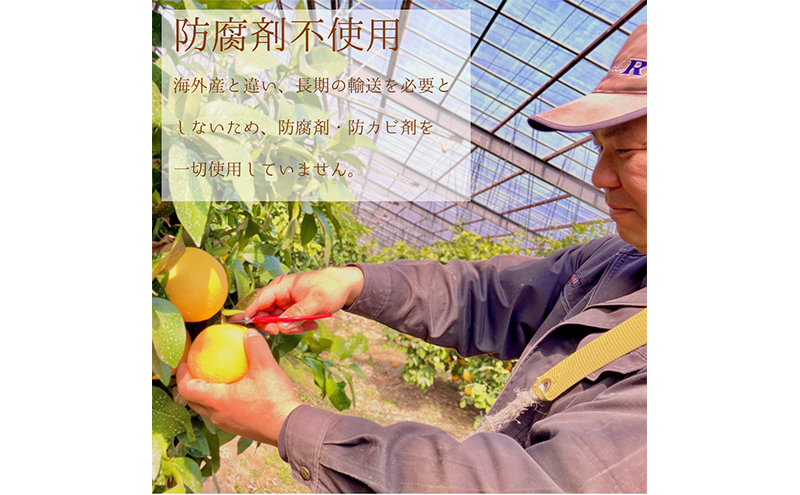 ＜5月中旬以降発送＞浜松市産グレープフルーツ100%ストレー
