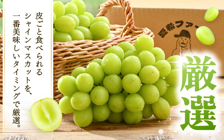 【先行予約】 シャインマスカット ひとくちシャイン 約500g 1房 【2026年8月中旬以降順次発送予定】マスカット ぶどう [A-21701]