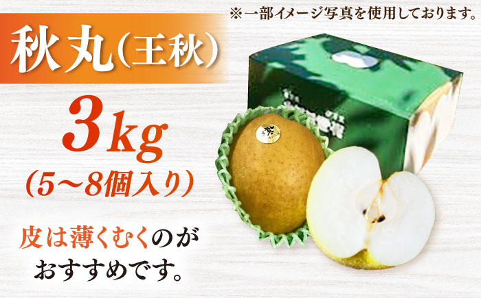 【100年続く梨農家直送】【化粧箱入り】秋丸（王秋）5-8個入（約3kg） / 梨 なし 伊万里梨 フルーツ 果物 / 佐賀県 / 大川三世代 [41AEAB011]