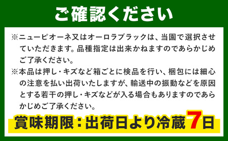 【2026年先行予約】ぶどうの宝石箱 1箱 36粒 たけまさぶどう園 《2026年8月上旬-10月中旬頃出荷》岡山県 浅口市 シャインマスカット ニューピオーネ オーロラブラック フルーツ 果物 くだ