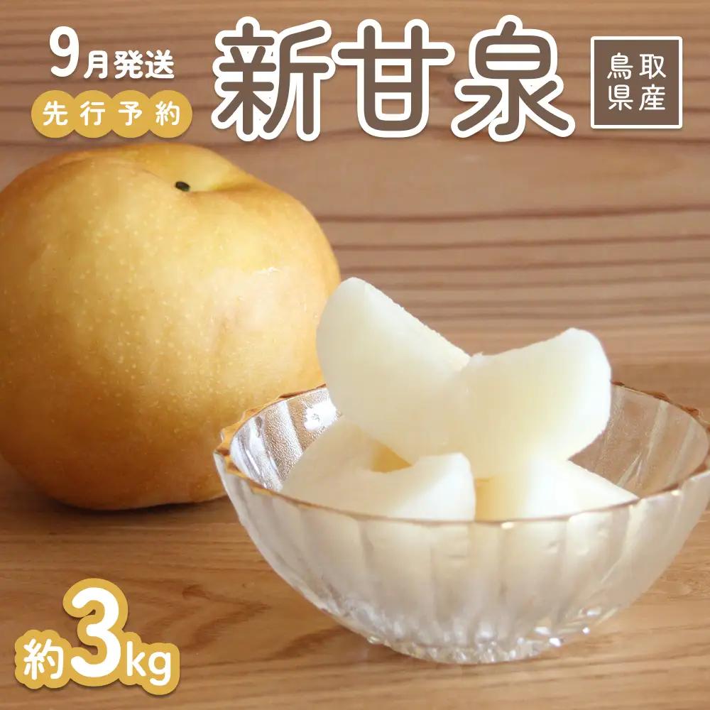 【2026年 先行予約】新甘泉 3kg 進物用｜鳥取 山根農園 梨 2026年収穫後【41062】