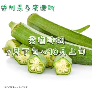 オクラ約2.1kg　30ネットまたはバラ詰め【A-144】