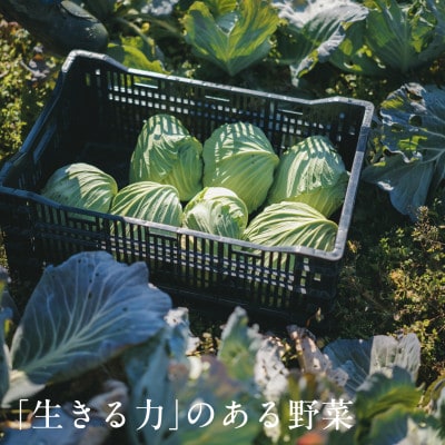 【毎月定期便】しあわせ野菜畑のシェフMセット　(訳あり規格外の有機野菜を一部使用)全12回【配送不可地域：離島・北海道・沖縄県・四国・九州】