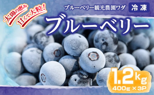 
            141-3 【年内配送12月15日入金まで】冷凍ブルーベリー 1.2kg［400g×3P］【ブルーベリー 果物 フルーツ】
          