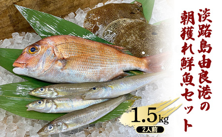 淡路島由良港の朝獲れ 鮮魚セット 2人前 プレミアム 魚セット 詰め合わせ 魚 鮮魚 魚介類 兵庫県 洲本市 淡路島