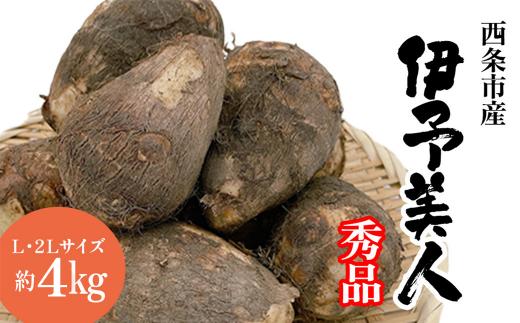 里芋 伊予美人 秀品 約4㎏ L~2Lサイズ　愛媛県西条市 （JA周桑） 【10月中旬～2026年3月上旬発送】 ｜ 愛媛オリジナルブランド さといも サトイモ 野菜 芋 いもたき 旬 期間限定 煮物 芋煮 愛媛県 西条市 【オンライン決済限定】