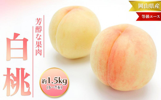 
                  桃 2026年  白桃 等級 エース 約1.5kg 5～7玉入り もも モモ 岡山 国産 フルーツ 果物 桃茂実苑
                