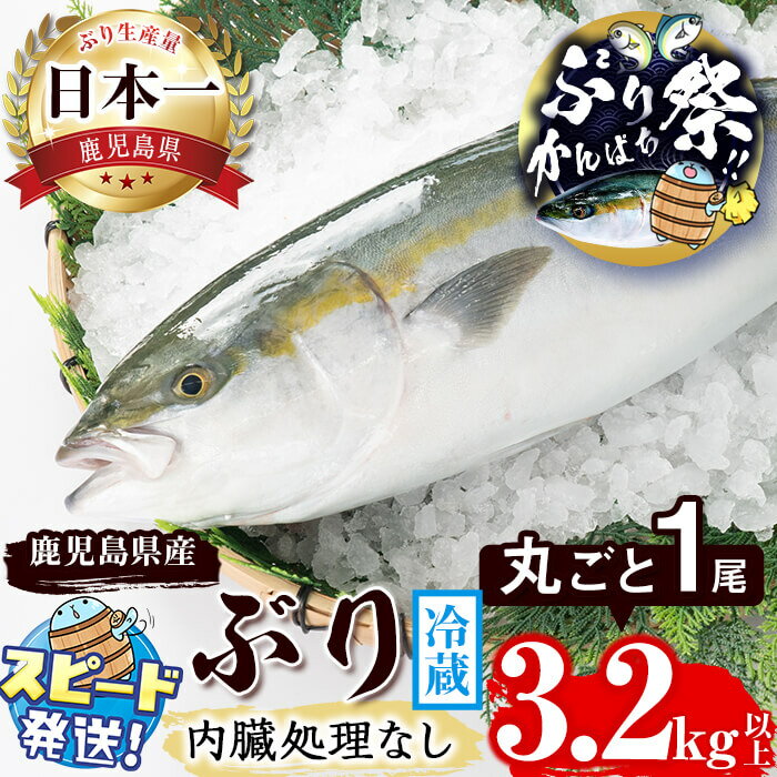 【ふるさと納税】【期間限定！ぶりカンパチ祭り！】＜すぐ届く！＞鹿児島産ぶり丸ごと1尾(3.2kg以上 内臓処理なし)ぶり ブリ 鰤 魚 海鮮 魚介 刺身 さしみ しゃぶしゃぶ 焼魚 煮魚 丸ごと 国産 鹿児島県産 垂水市産 冷蔵 養殖 ぶり職人 1本【アクアブルー】B2-4770-mt