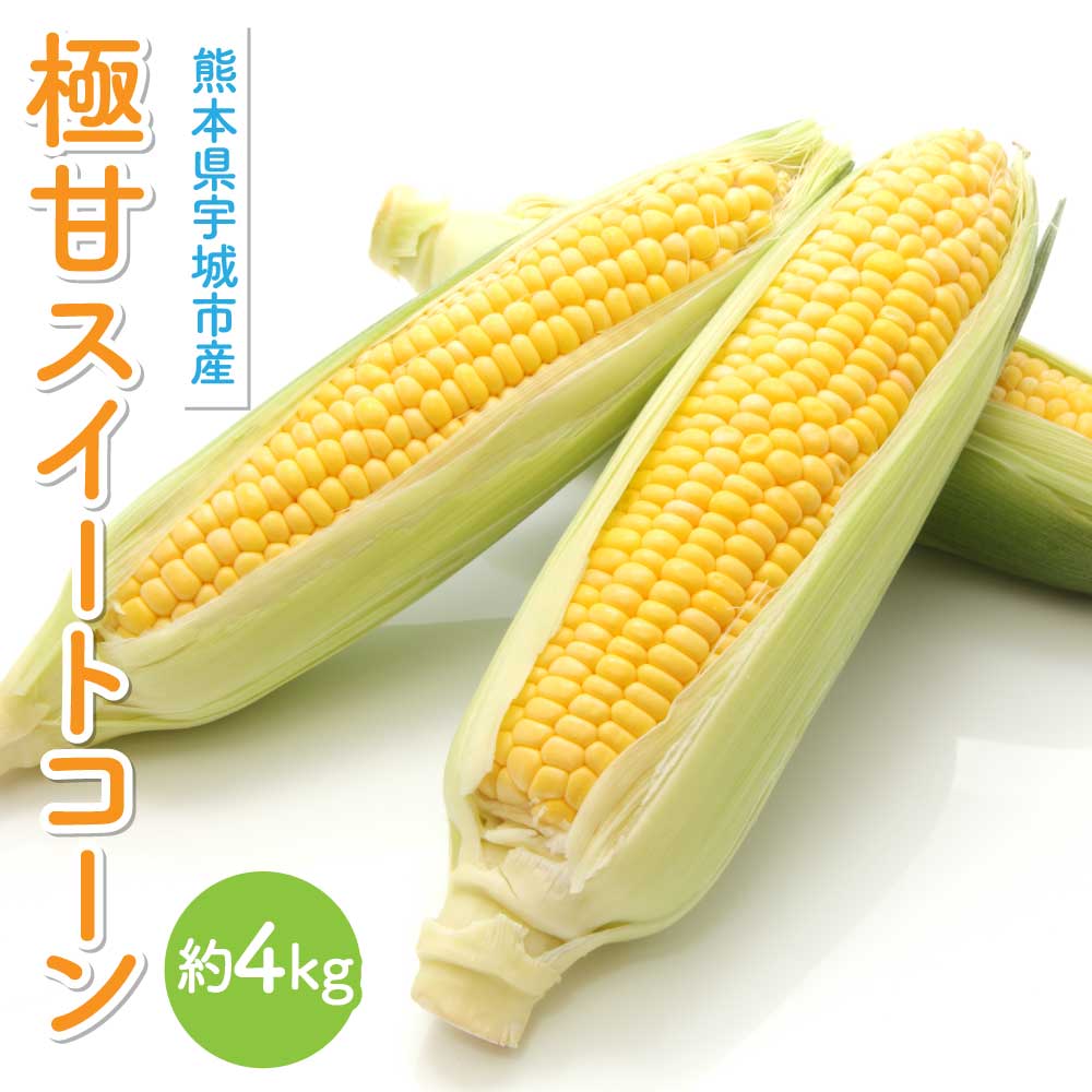 【ふるさと納税】 【先行予約】　極甘 スイートコーン 約4kg （12〜14本）山本農園 コーン とうもろこし トウモロコシ 玉蜀黍 糖度18度以上 【2026年4月下旬から順次発送】 甘い 野菜 やさい 国産 九州産 熊本産