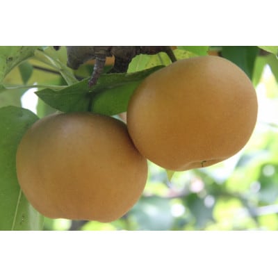 岡山県産 あたご梨 4～7玉(約4kg) 化粧箱入り【配送不可地域：離島・北海道・沖縄県】