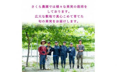 A-138 ＜先行予約受付中！2025年8月中旬～10月上旬の間に発送予定＞梨詰め合わせ(約2.5kg前後)【さくら農園】なし 梨 豊水 フルーツ 果物 期間限定