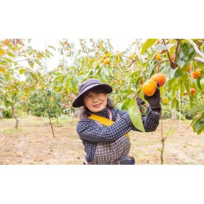 ふるさと納税 うきは市 【のし付き】富有柿 9玉前後U102-2KA-FY03 |  | 02