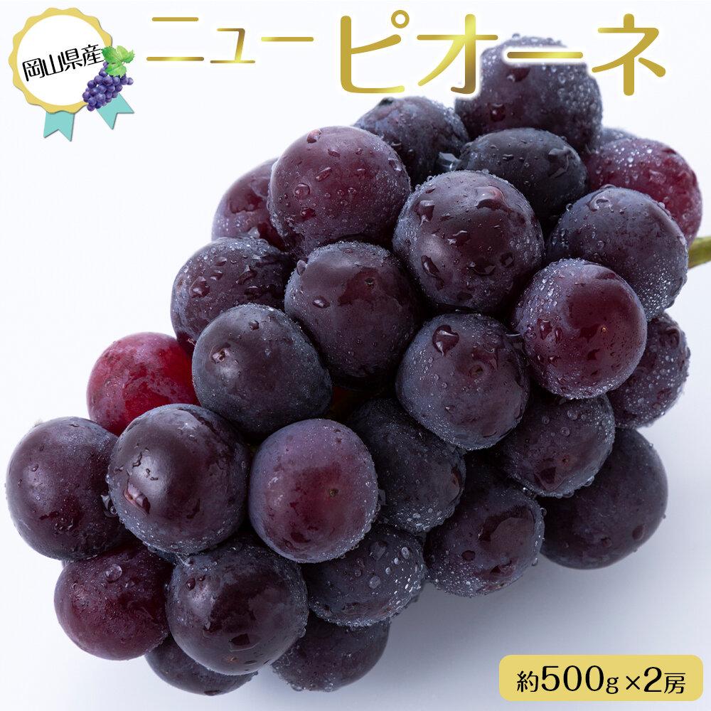 【ふるさと納税】岡山県産 ぶどう 2026年 ニュー ピオーネ 約500g×2房 種無し ブドウ 葡萄 フルーツ 果物 ギフト | 岡山 ピオーネ 岡山県 ぶどう 葡萄 数量限定 果物 フルーツ 送料無料 ご家庭用 詰め合わせ セット