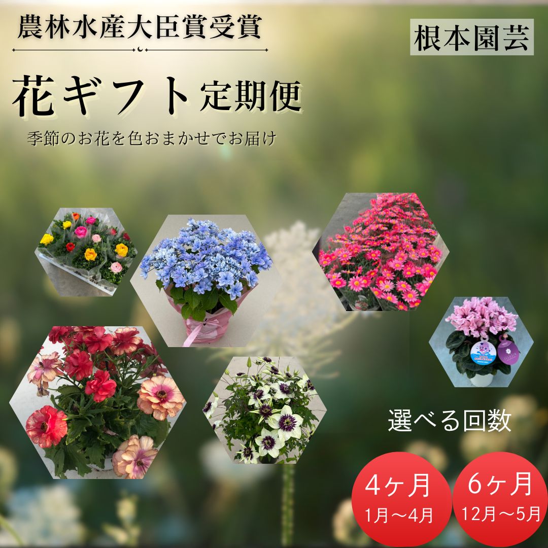 【ふるさと納税】【2026-2027年 先行予約 】【定期便】花ギフト定期便 選べる回数 シクラメン マーガレット ラナンキュラス ラックス クレマチス アジサイ 花 お花 フラワーギフト 花ギフト フラワーギフト 鉢花 鉢植え ギフト 贈答 農林水産大臣賞受賞 根本園芸 aj014