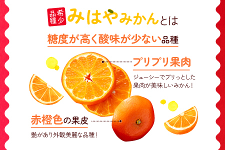 AA088.【希少品種】みはやみかん／約2.5キロ(2024年12月上旬～2025年1月末発送予定)
