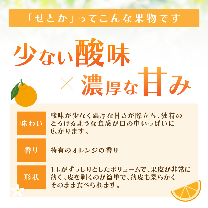 佐賀産 柑橘類 せとか 約1.5kg （4〜7玉） 147-B405