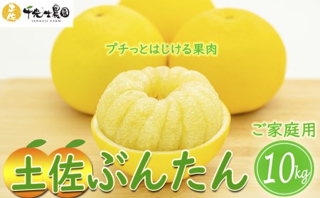 土佐文旦 10kg  家庭用 (L~4Lサイズ) 先行予約 文旦 果物 フルーツ AY