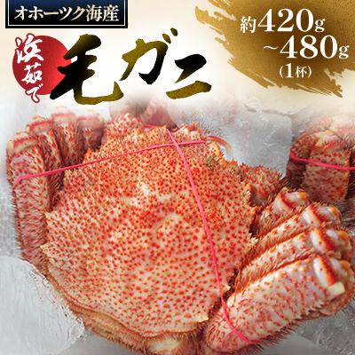 ふるさと納税 北見市 オホーツク海産　浜茹で毛ガニ　約420g〜480g×1杯