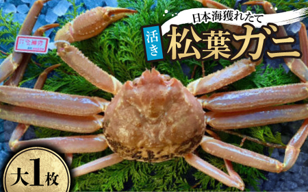 【先行予約】【活き】タグ付き松葉ガニ　大1枚(800～940g前後)　※11月中旬から順次発送【配送不可地域：離島・北海道・沖縄県】【1596430】