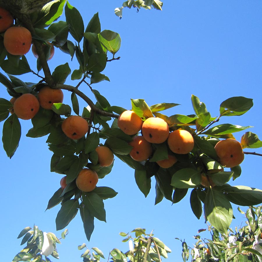 富有柿2L　15個入