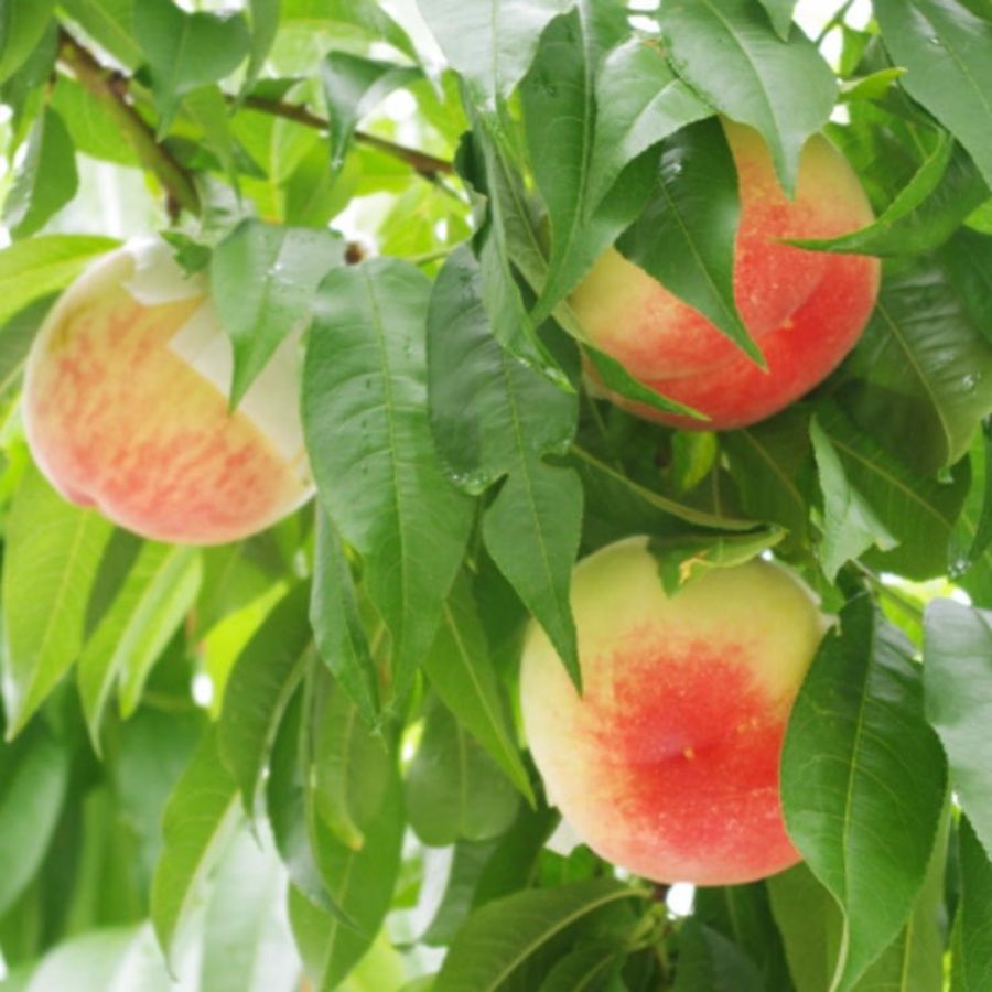 和歌山の桃「白鳳」秀品1.8kg（6玉～8玉）