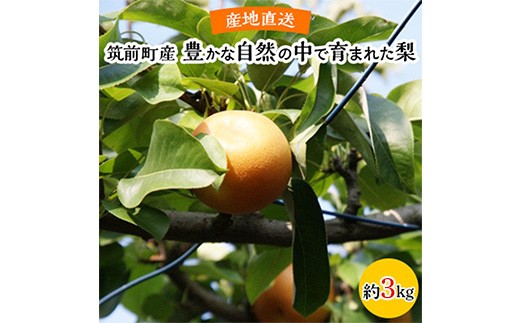 
                   【産地直送】筑前町の豊かな自然の中で育まれた梨 約3kg(5玉～9玉)【梨 なし ナシ 幸水 豊水 秋月 甘太 新高 王秋 愛宕 果物 くだもの 果実 フルーツ 新鮮 フレッシュ 旬 筑前町産 食品 おすすめ 人気 ふるさと納税 福岡県 筑前町 送料無料 AE055】
                