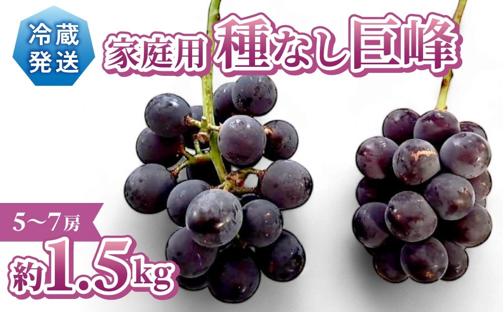 
            先行受付2026年発送【Grape Farm Kodaira】家庭用種なし巨峰　約1.5kg（5～7房）※2026年9月中旬以降発送予定
          