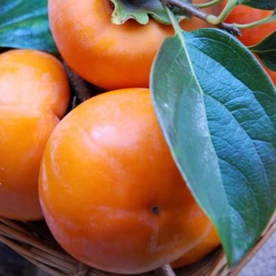 ふるさと納税 那智勝浦町 【厳選・産直】和歌山産富有柿約2kg 化粧箱入り(2L〜4Lサイズおまかせ)【那智勝浦町】 |  | 02