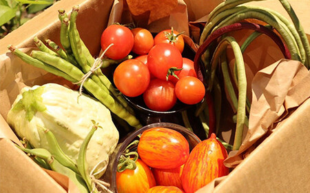 《先行予約》＜夏出荷＞こだわり有機農家の野菜セット 2.5kg(8～10種類)  F4D-0130
