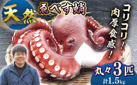 【ボイル済みの天然タコ！】ゑべす蛸3匹（計1.5kg）＜大瀬戸町漁協＞ [CAR007]