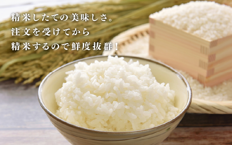 【数量限定！70袋限定販売！】＜2025年11月以降 順次発送予定＞令和7年産　コシヒカリ　通常便（1回配送）計10kg（5kg×2袋）