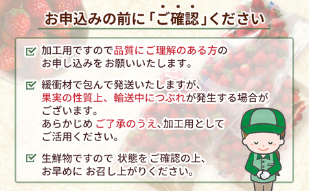 ＜訳あり いちご あまおとめ 約1.3kg 小粒 加工用 冷蔵 規格外品＞ 国産 サイズ 小粒 詰め合わせ アマオトメ 訳あり 訳アリ フルーツ 果物 苺 いちご イチゴ シャーベット スムージー り