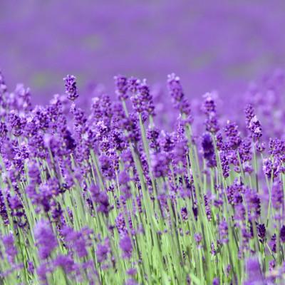 ふるさと納税 太子町 香りをオーダーできる・フランス産クレイ・自然派石けん(ラベンダー) |  | 01