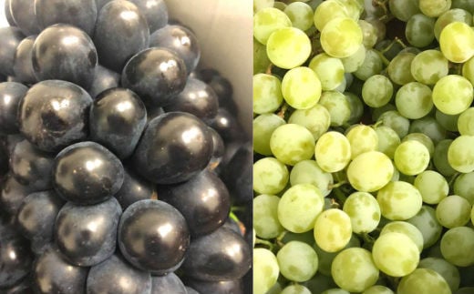 ＜予約受付開始！＞イーハトーヴ ぶどう お試し詰め合わせ 4パック入り 【292】