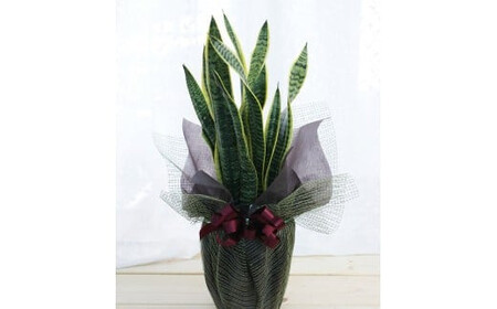 グリーンのある生活を観葉･多肉･花鉢植物（12か月）