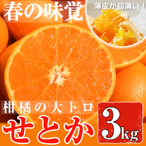 No.211 ＜先行予約受付中！2026年2月下旬～3月下旬までの間に発送＞みかんの大トロ！幻の柑橘「せとか」(約3kg) みかん ミカン 柑橘 せとか 青果 果実 鹿児島 常温 常温保存【黒川農園】